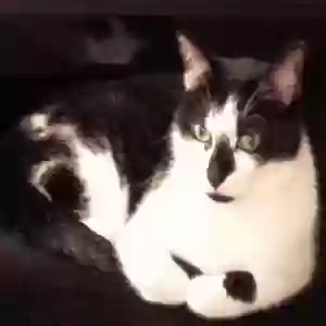 Lost Female Cat